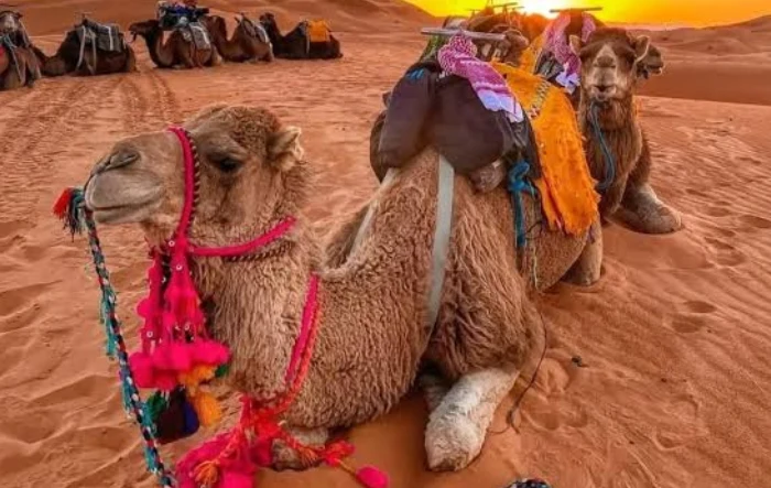 Marrocos-11-dias-1-1